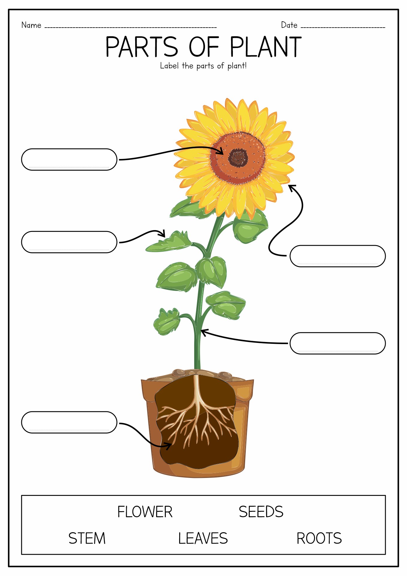 Plant Parts Worksheet Image