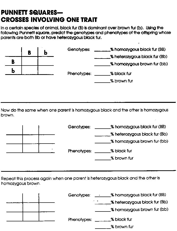 Punnett Square Practice Worksheet Answers 7th Grade