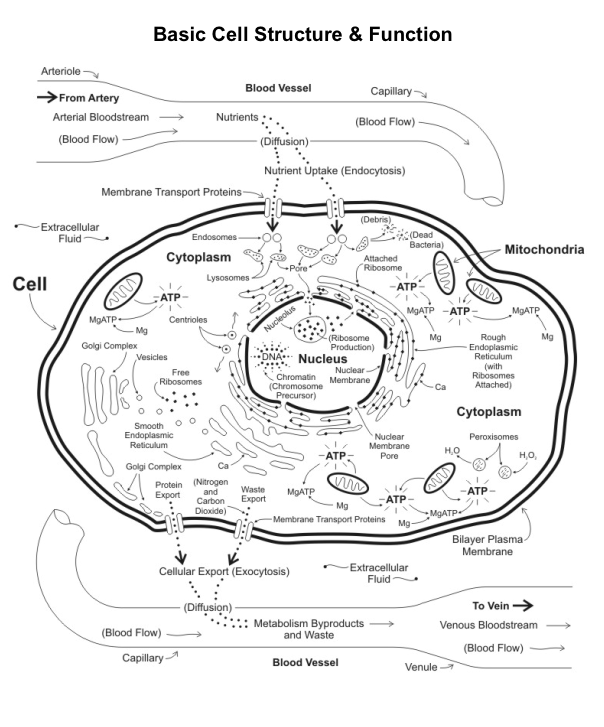 Basic Cell Structure and Function Image