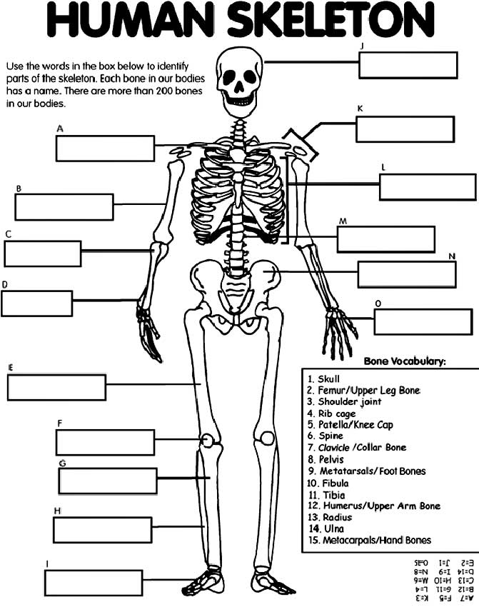Human Skeleton Bones Worksheet Image