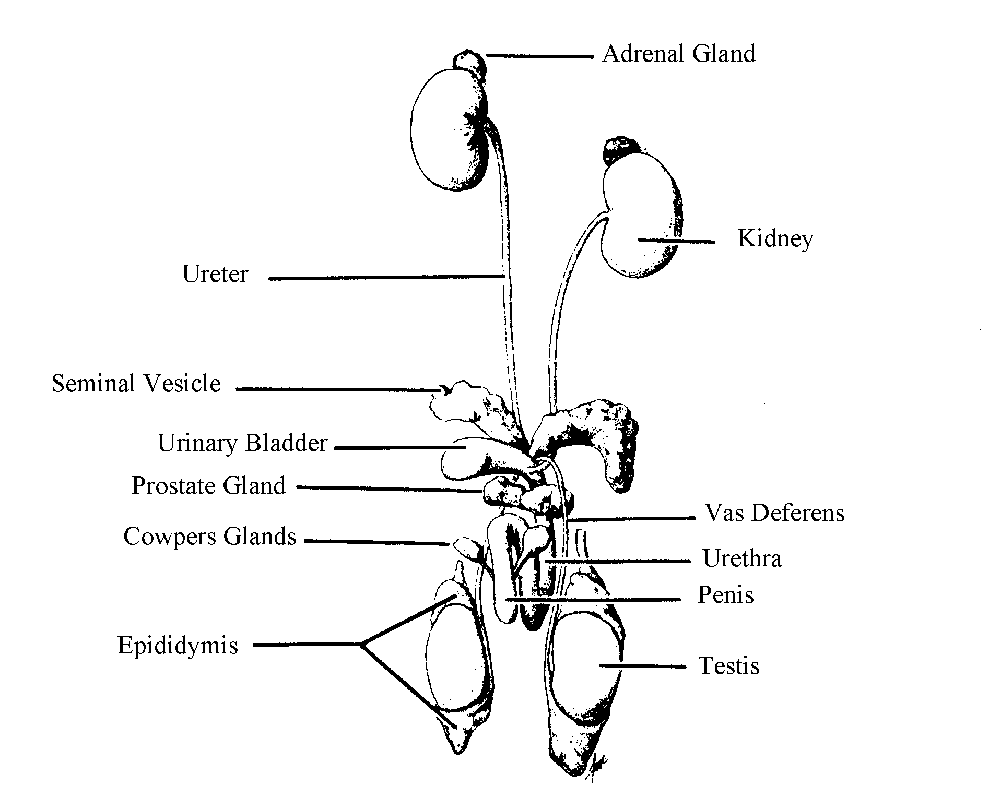 Male Rat Reproductive System Diagram Image