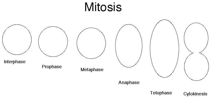 13-identify-stages-of-mitosis-worksheet-worksheeto