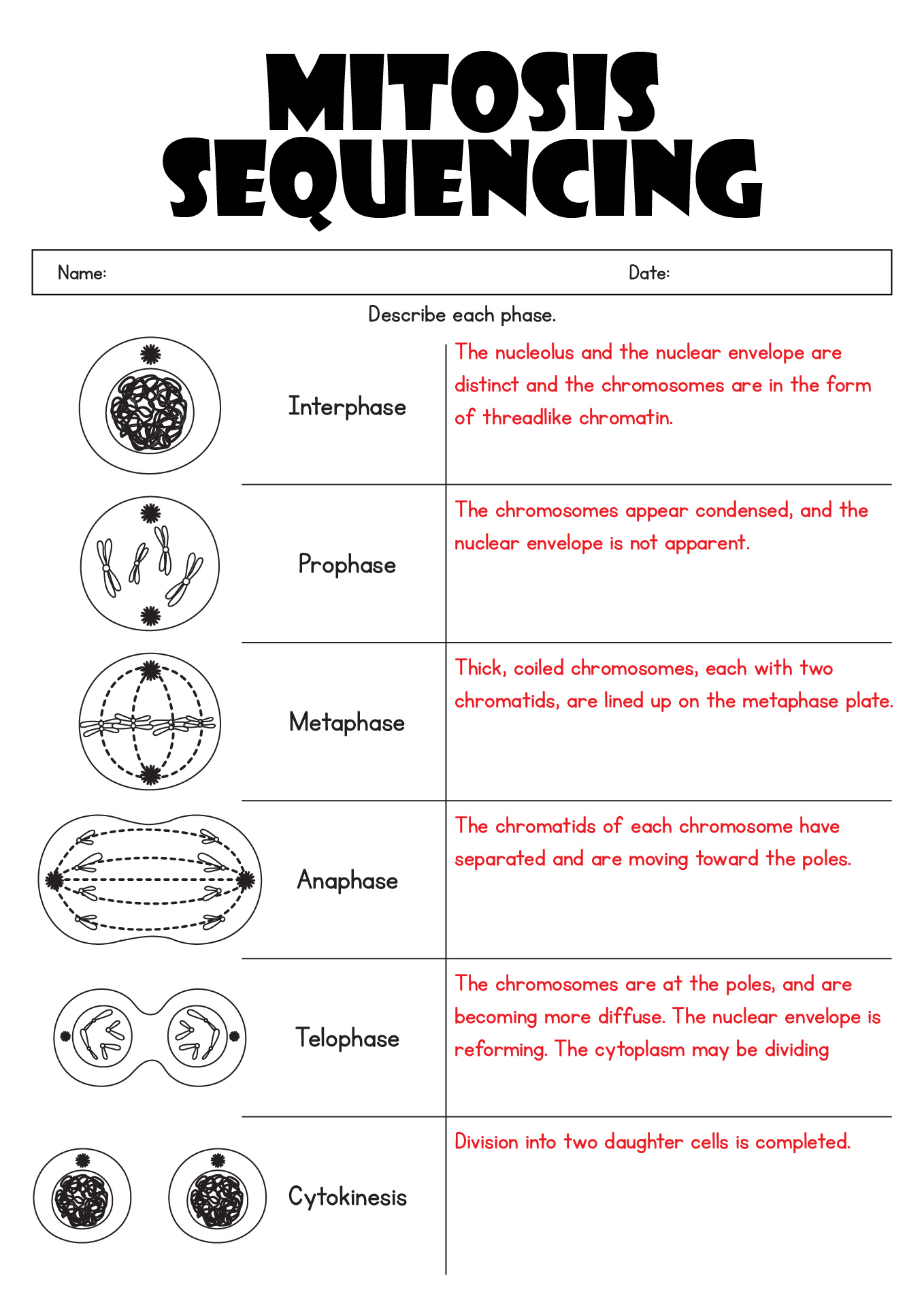 Mitosis Sequencing Worksheet Answer Key