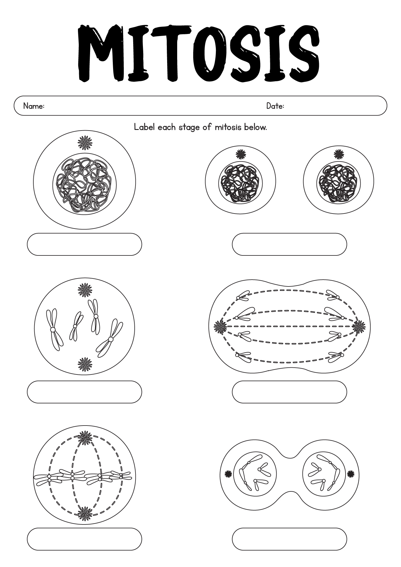 13-identify-stages-of-mitosis-worksheet-worksheeto