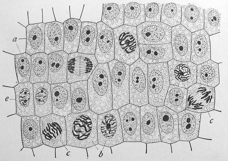 Onion Cell Mitosis Drawing Image