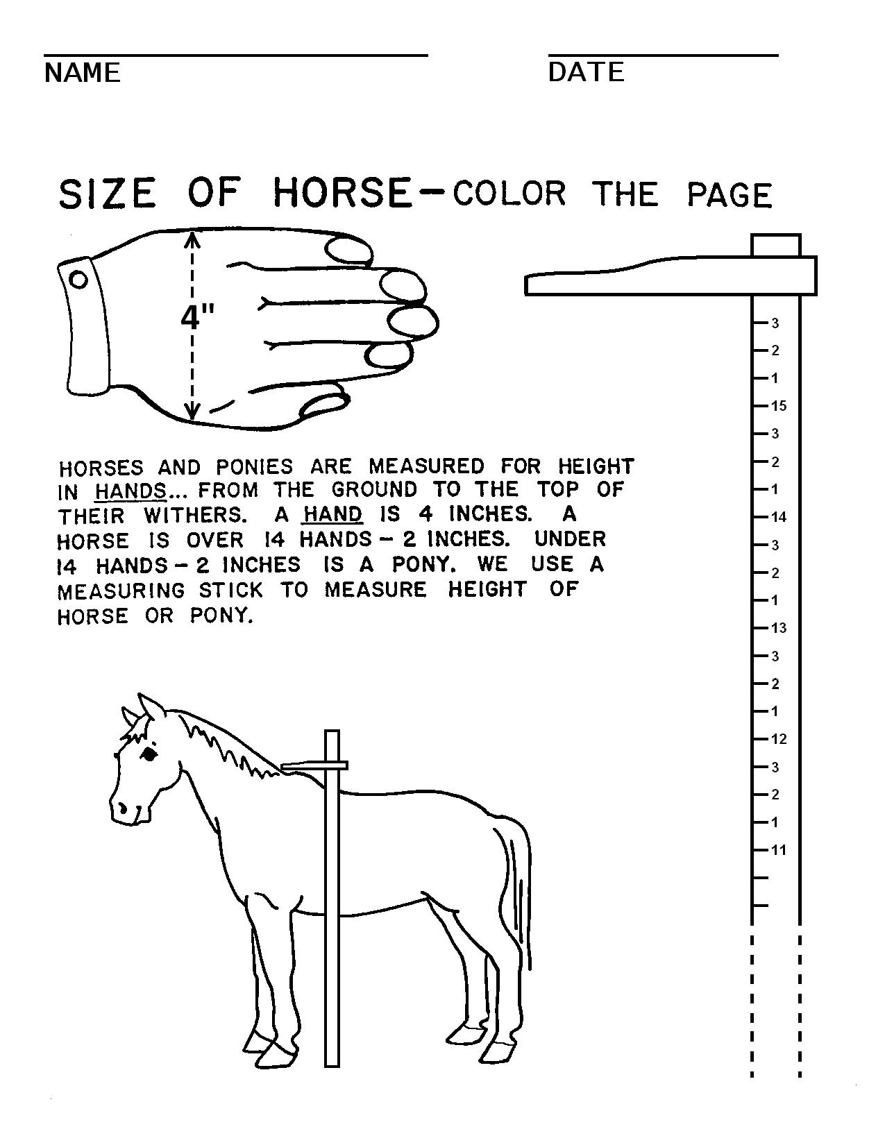 16 Horse Worksheets For Students Worksheeto 16 Horse Worksheets For Students Worksheeto