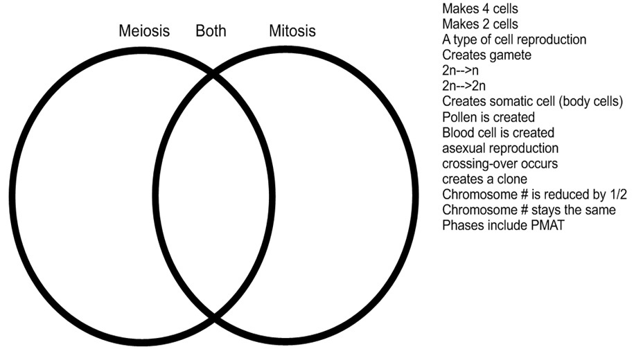 Mitosis and Meiosis Venn Diagram Image