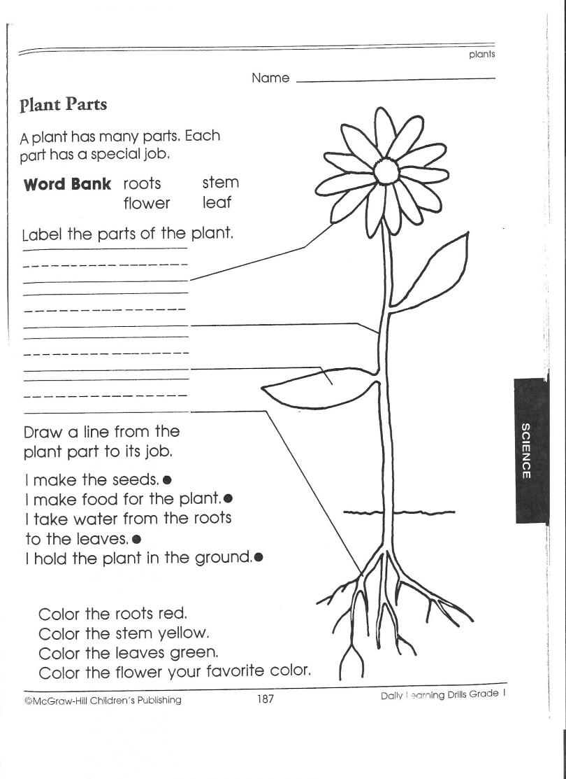 Plant Parts Worksheet 1st Grade Image