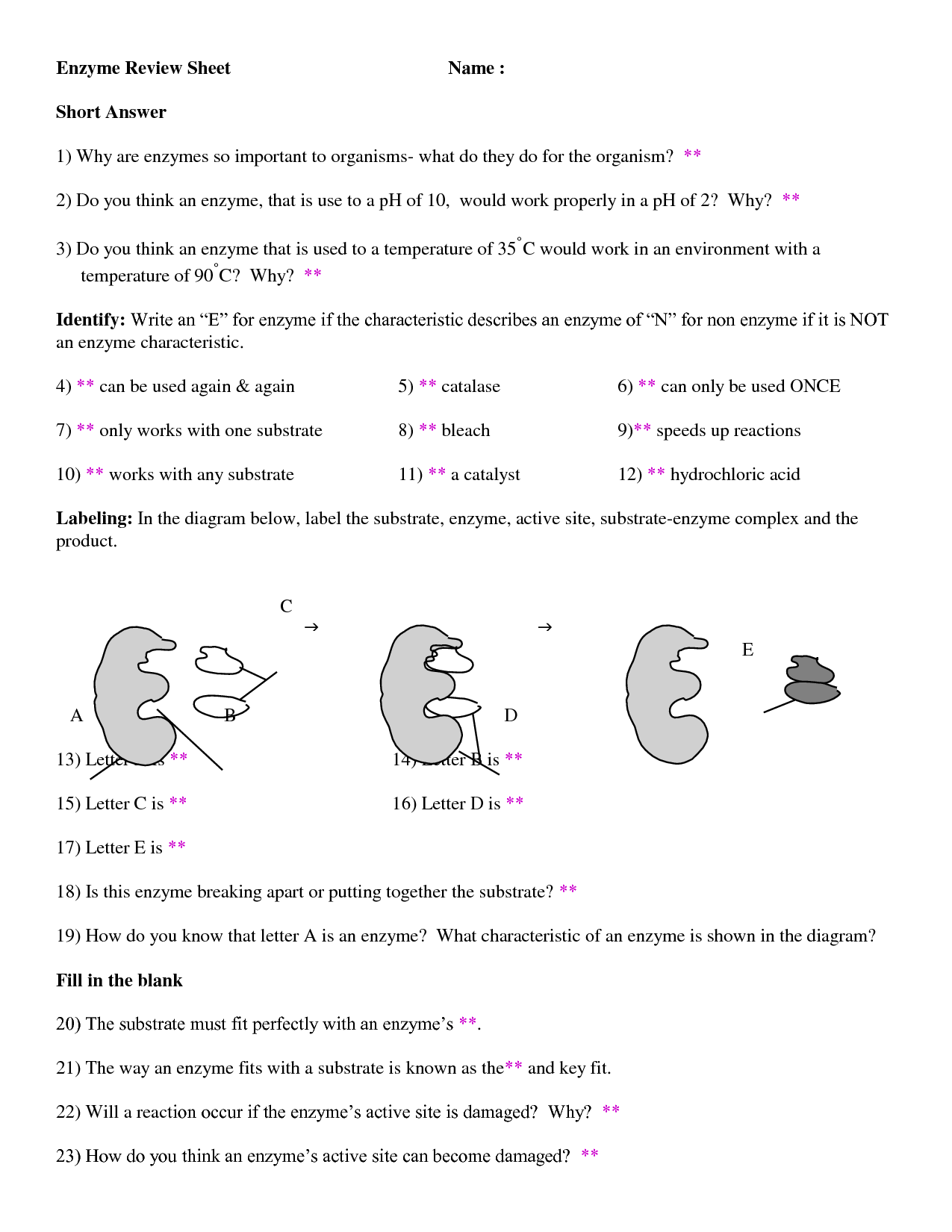 Enzymes Worksheet With Answers