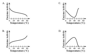 Enzymes Temperature Worksheet Image