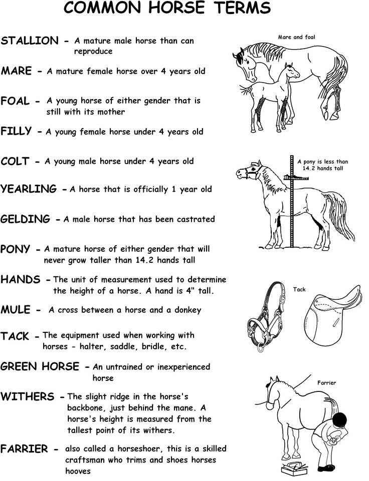 17-horse-knowledge-worksheets-worksheeto