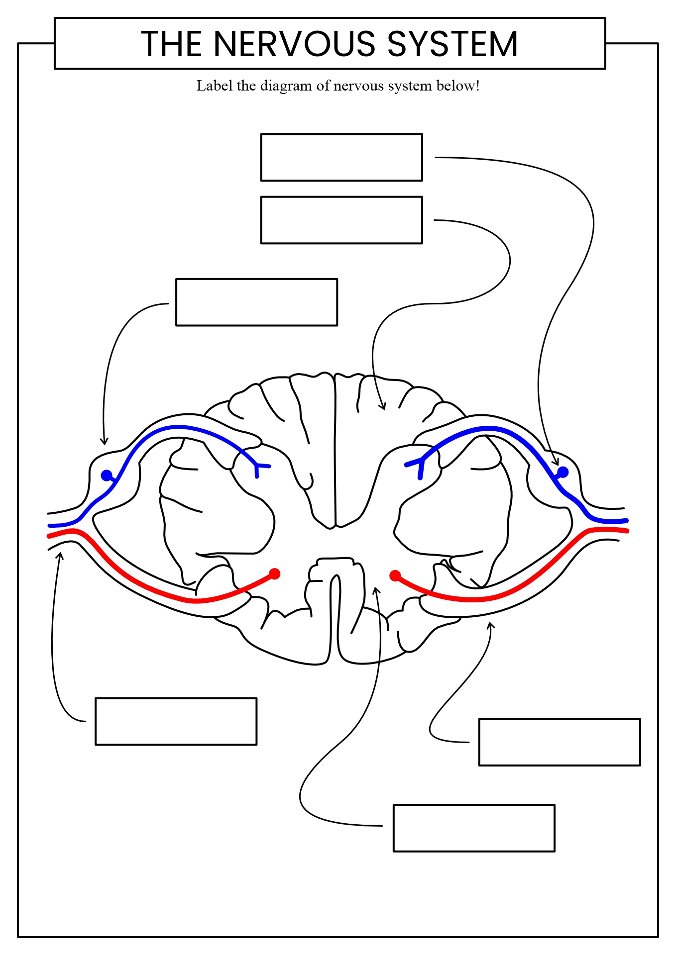 Sensory and Motor Neurons Spinal Cord Anatomy