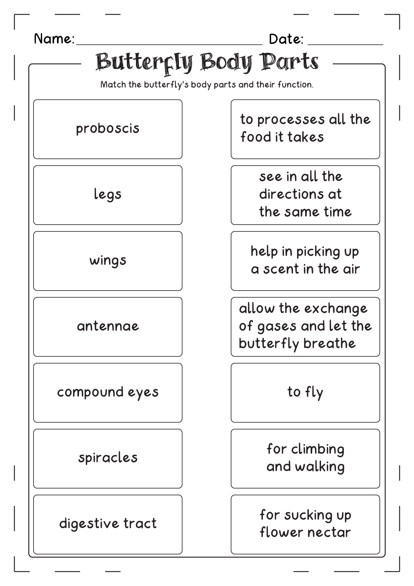 Butterfly Body Parts Worksheet