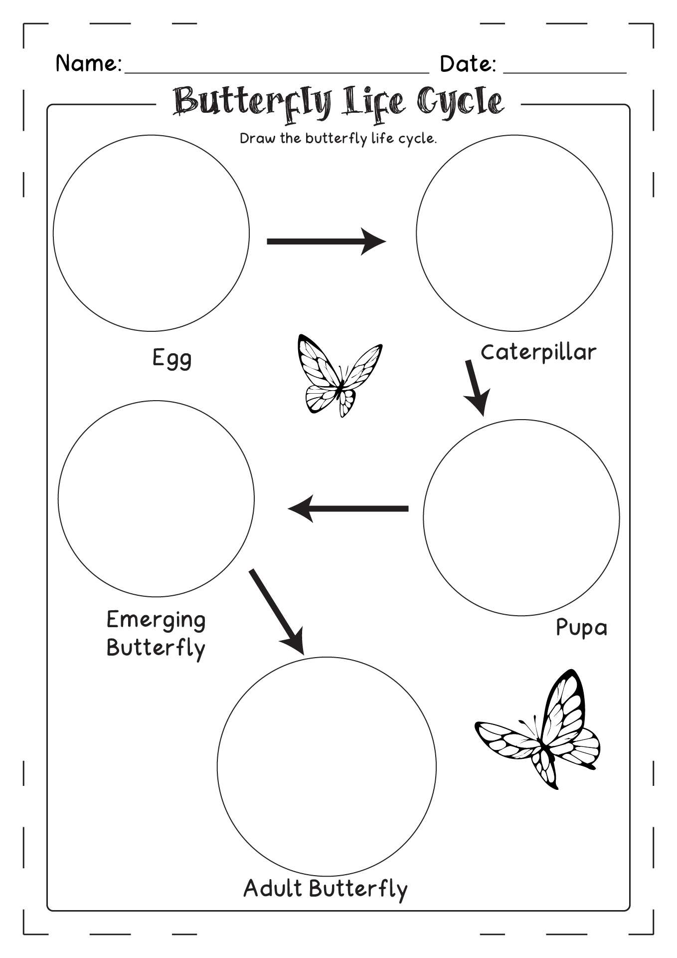 Draw Butterfly Life Cycle Worksheet