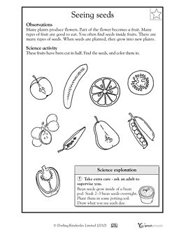 First Grade Printable Science Worksheets Image