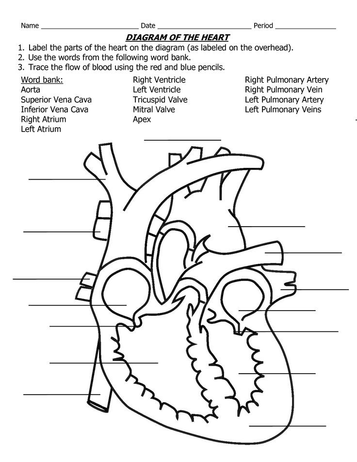 Label Heart Diagram Worksheet Image