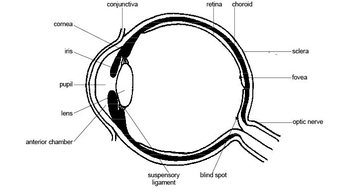Structure of the Eye Diagram with Labels Image