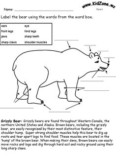 Bear Worksheets Image