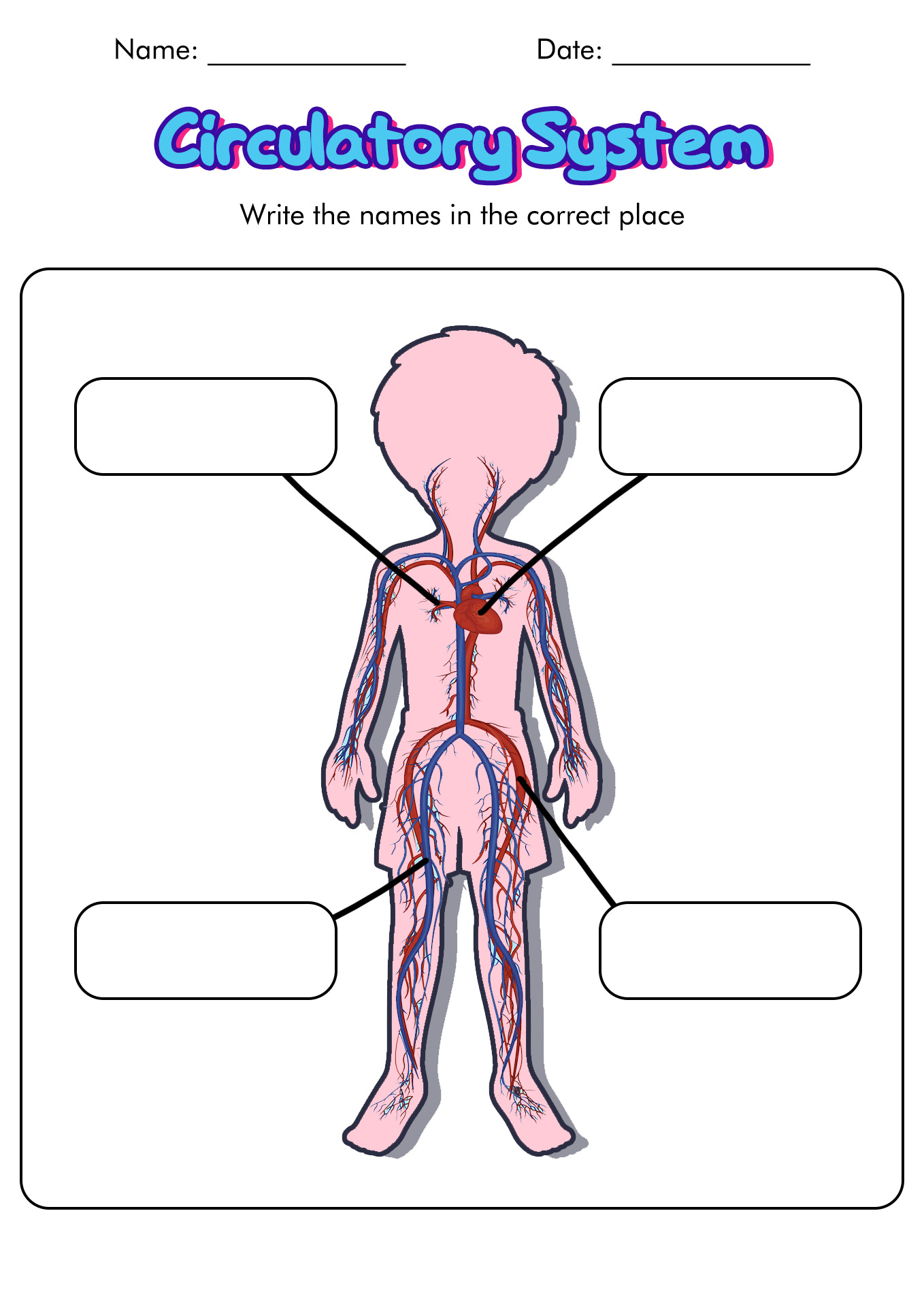 Circulatory System Worksheets for Kids
