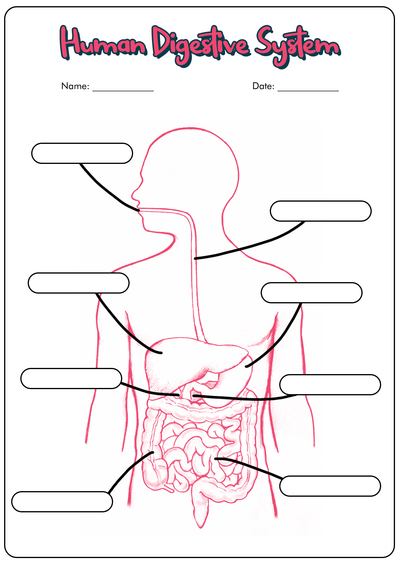 Human Digestive System Worksheet Answers