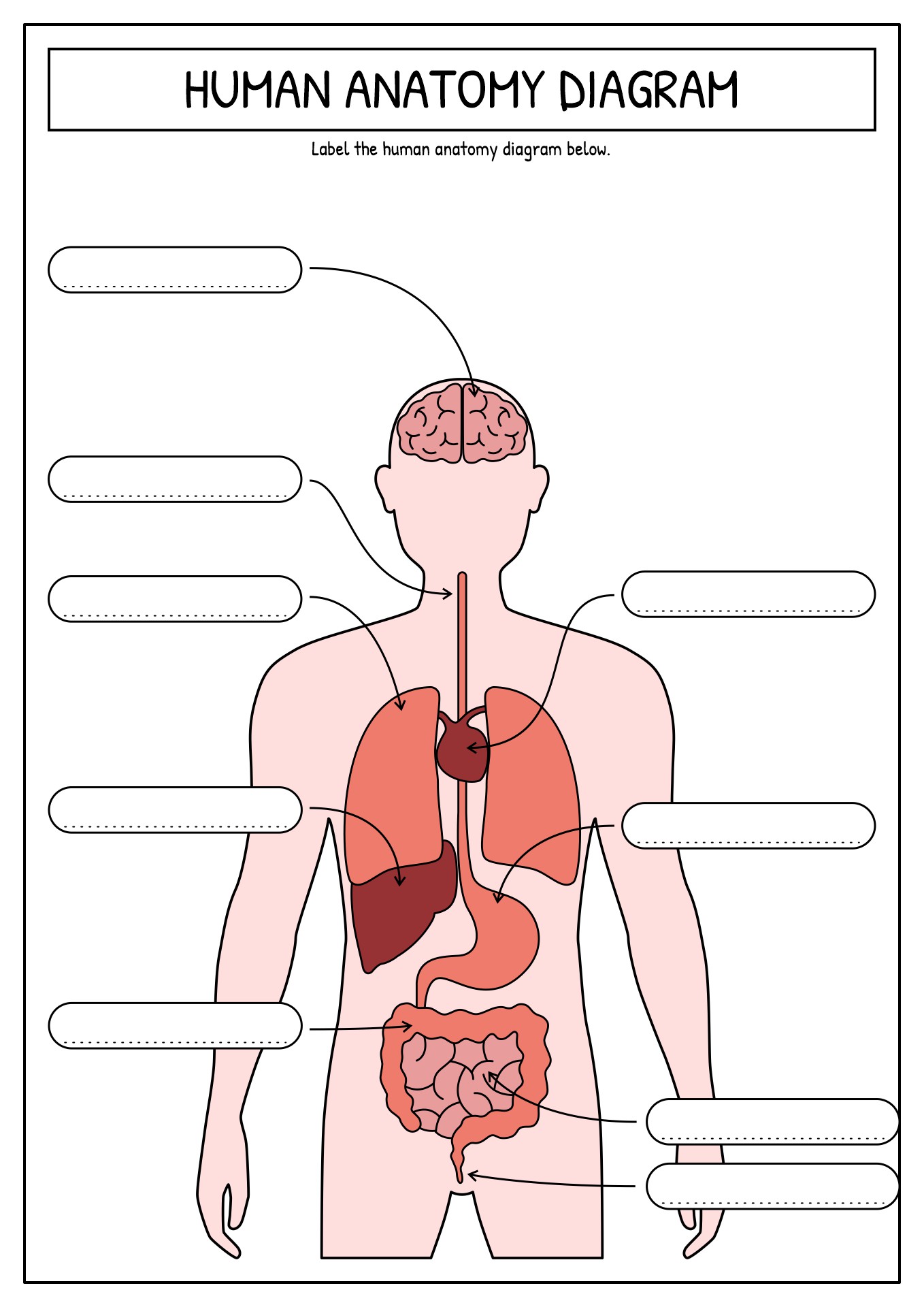 Free Printable Human Anatomy Worksheets