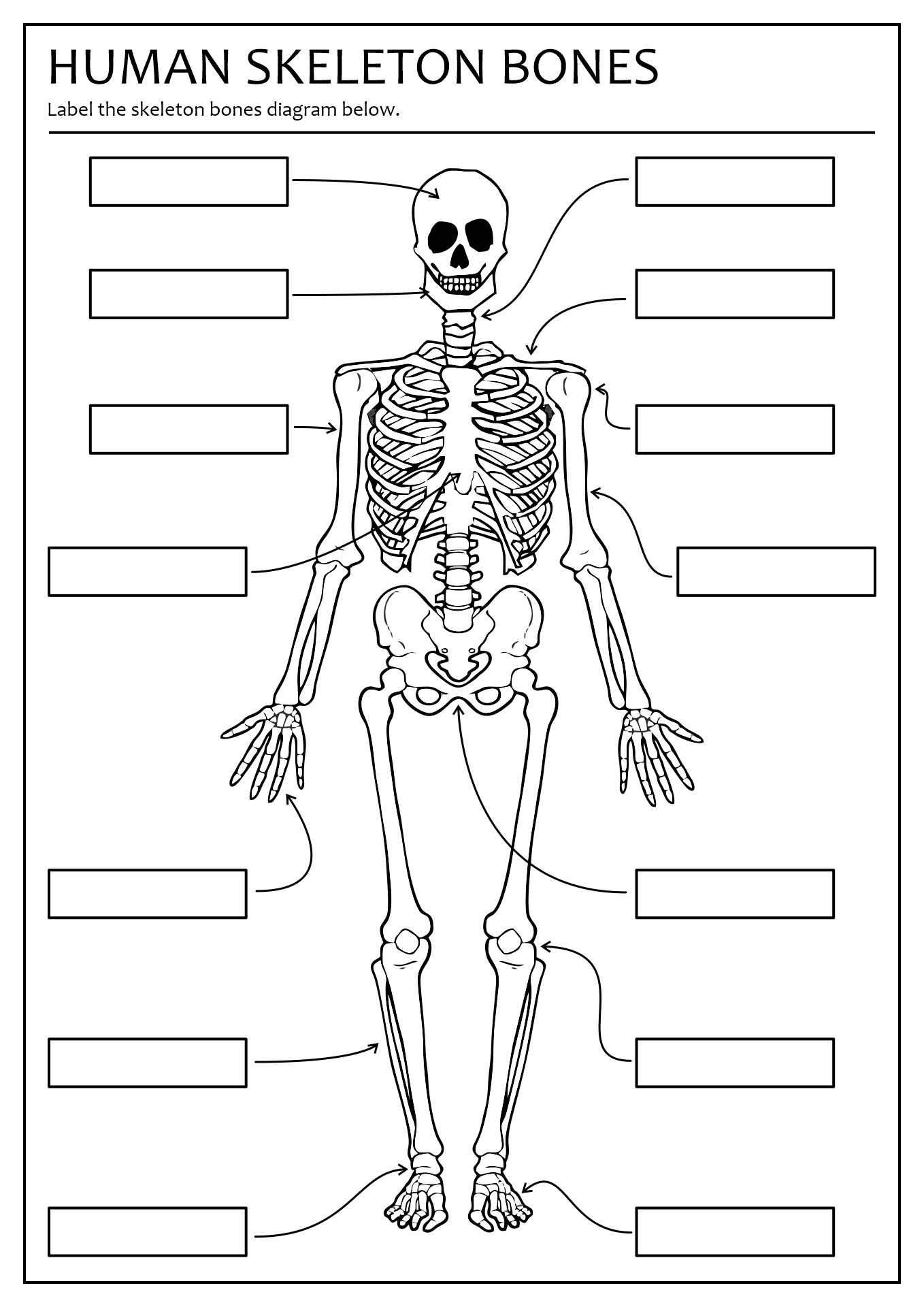 Human Skeleton Bones Worksheet