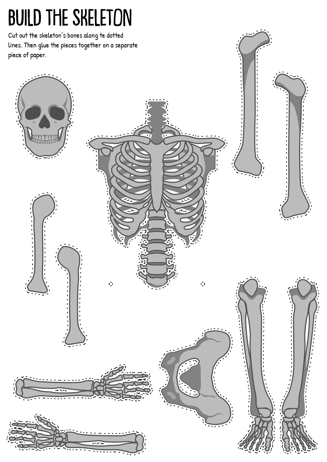 Human Skeleton Worksheet Cut Out
