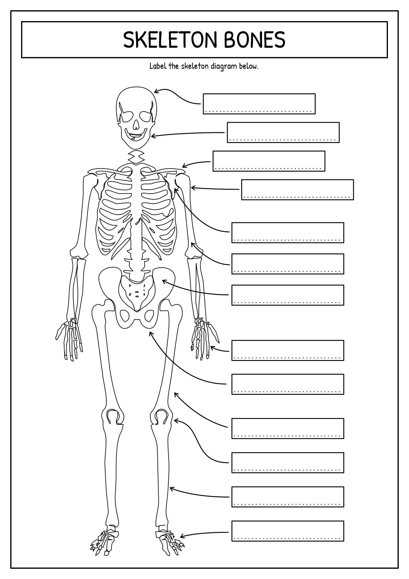 Printable Human Skeleton Diagram Blank