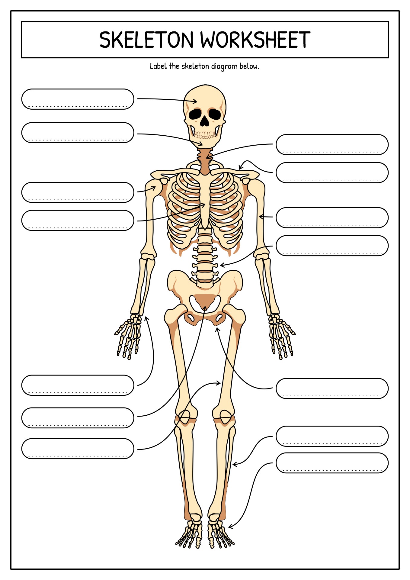 Skeletal System Diagram Worksheet