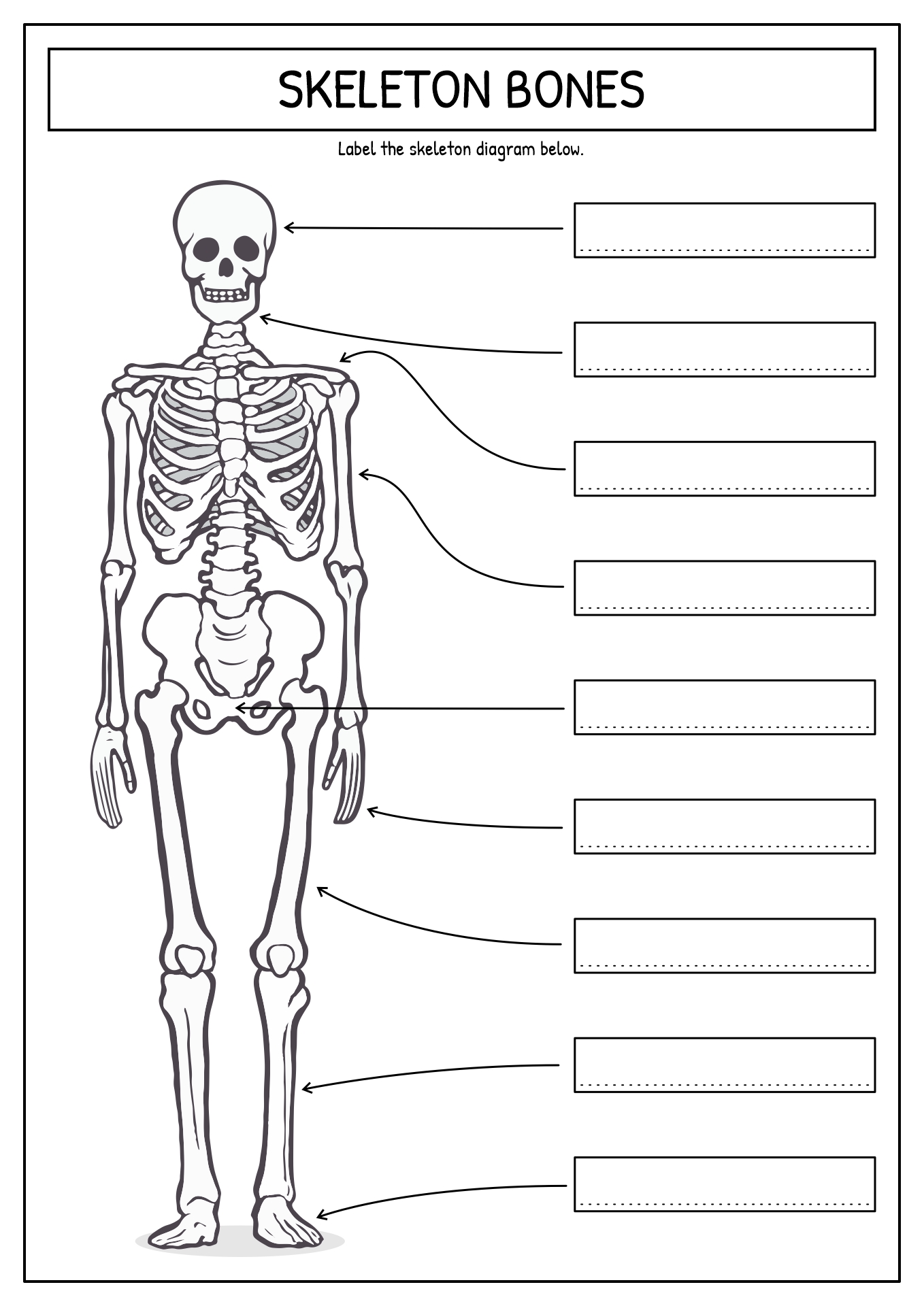 Skeleton Bones Worksheet