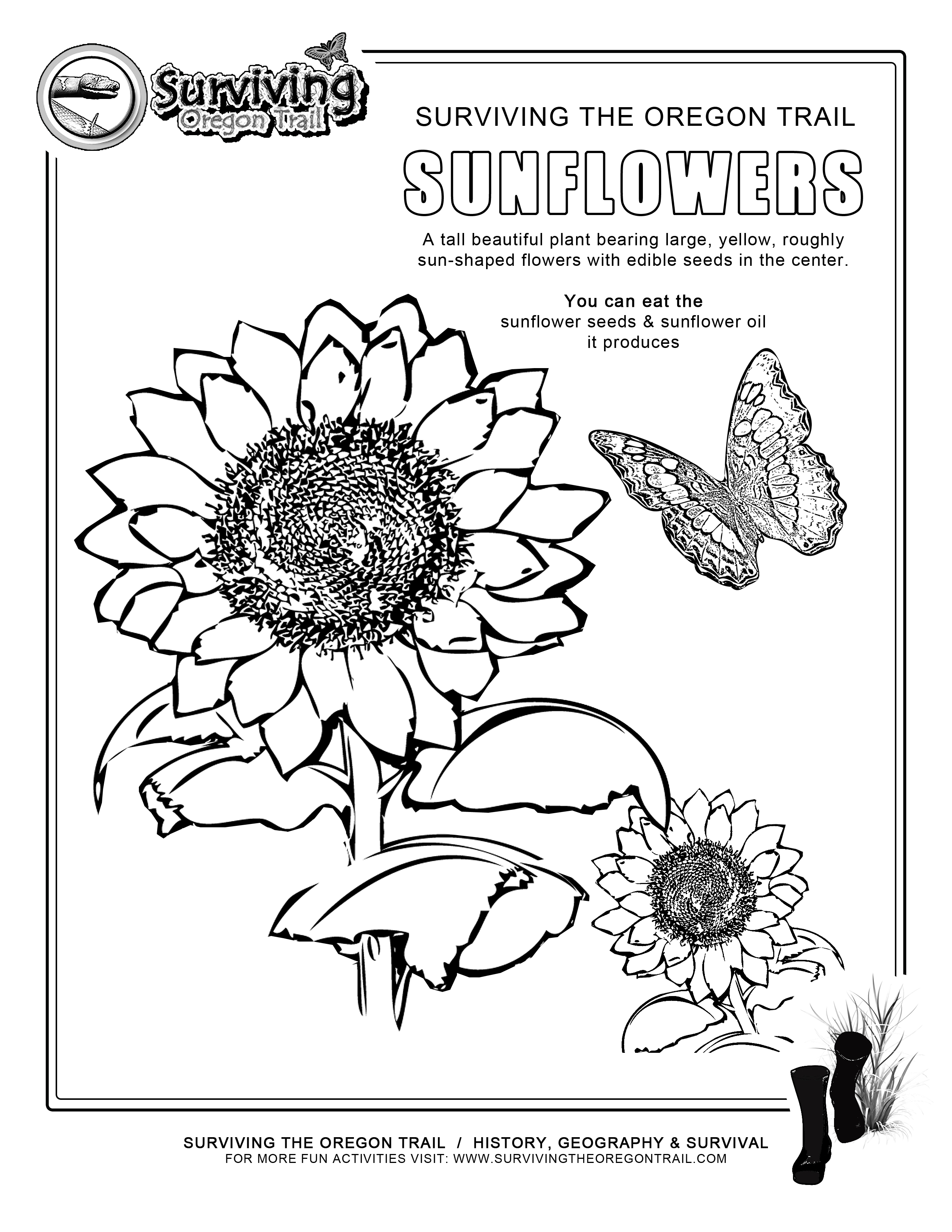 10 Sunflower Worksheet For Preschool / worksheeto.com