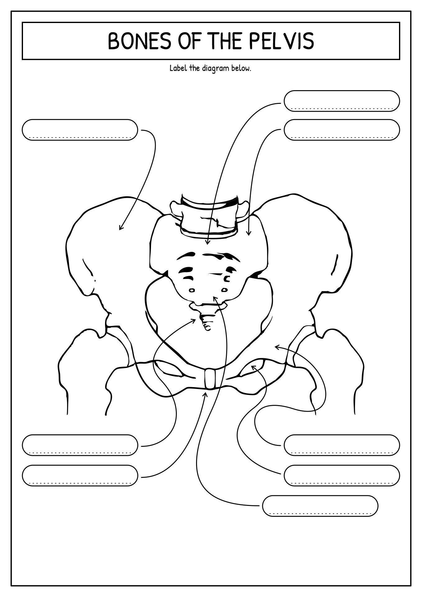 Unlabeled Pelvis Bone Anatomy