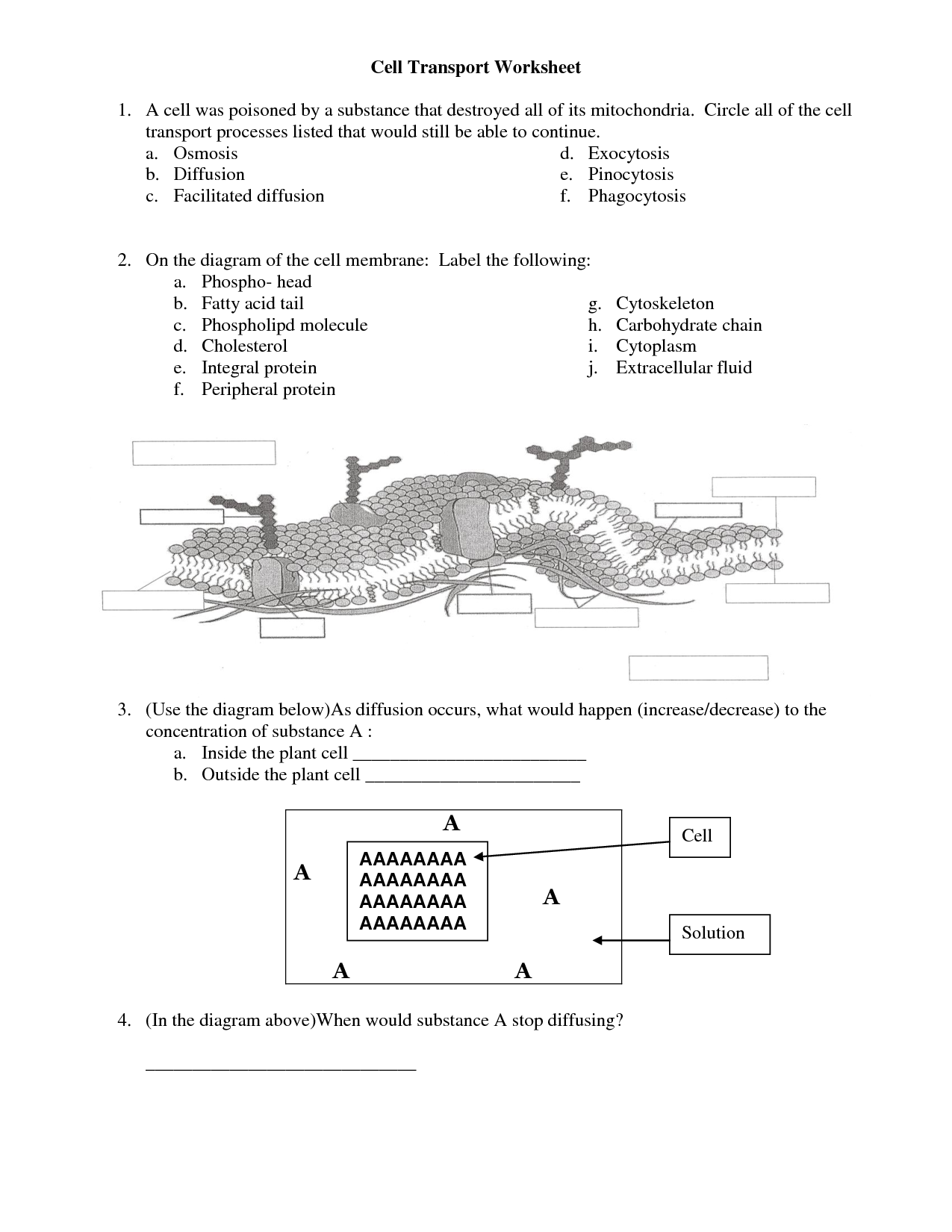 16-the-12-cell-review-worksheet-answers-biology-worksheeto