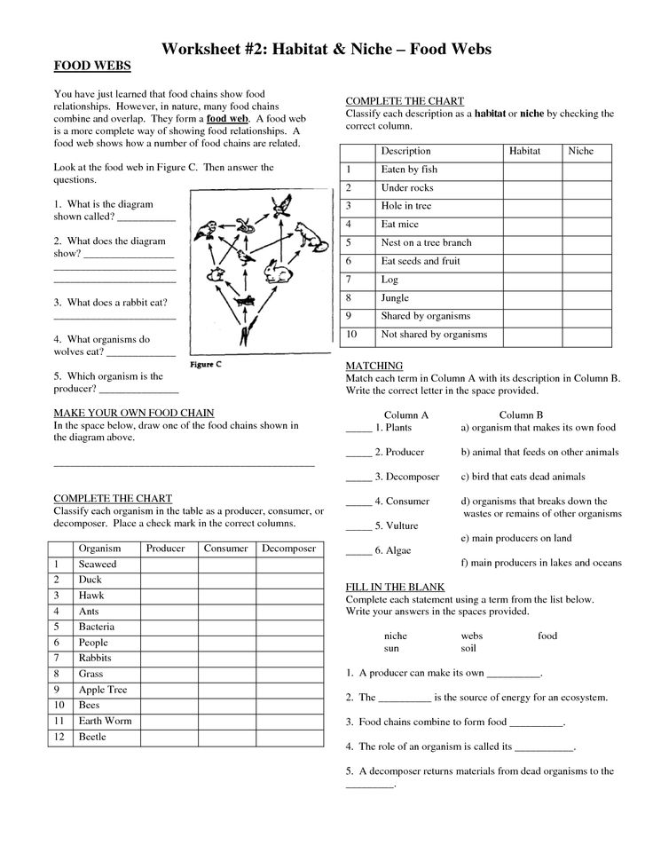 Chain Food Animal Habitat Worksheets