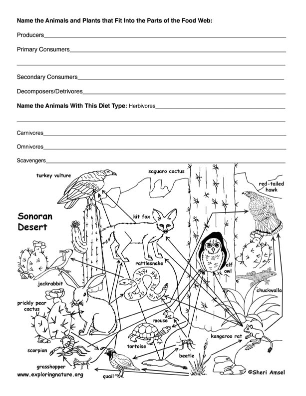 Desert Food Web Worksheet