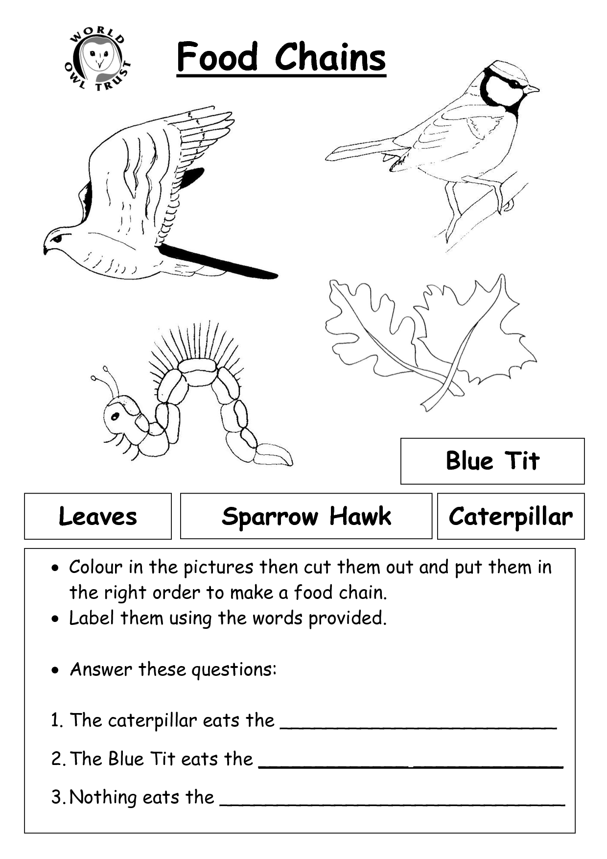 Food Chains and Webs Worksheets