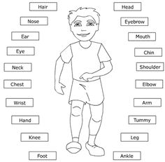 Human Body Parts English Image