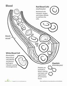 Human Blood Cell Anatomy Worksheet Image