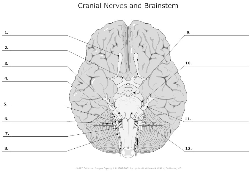 Cranial Nerves Labeling Quiz Image