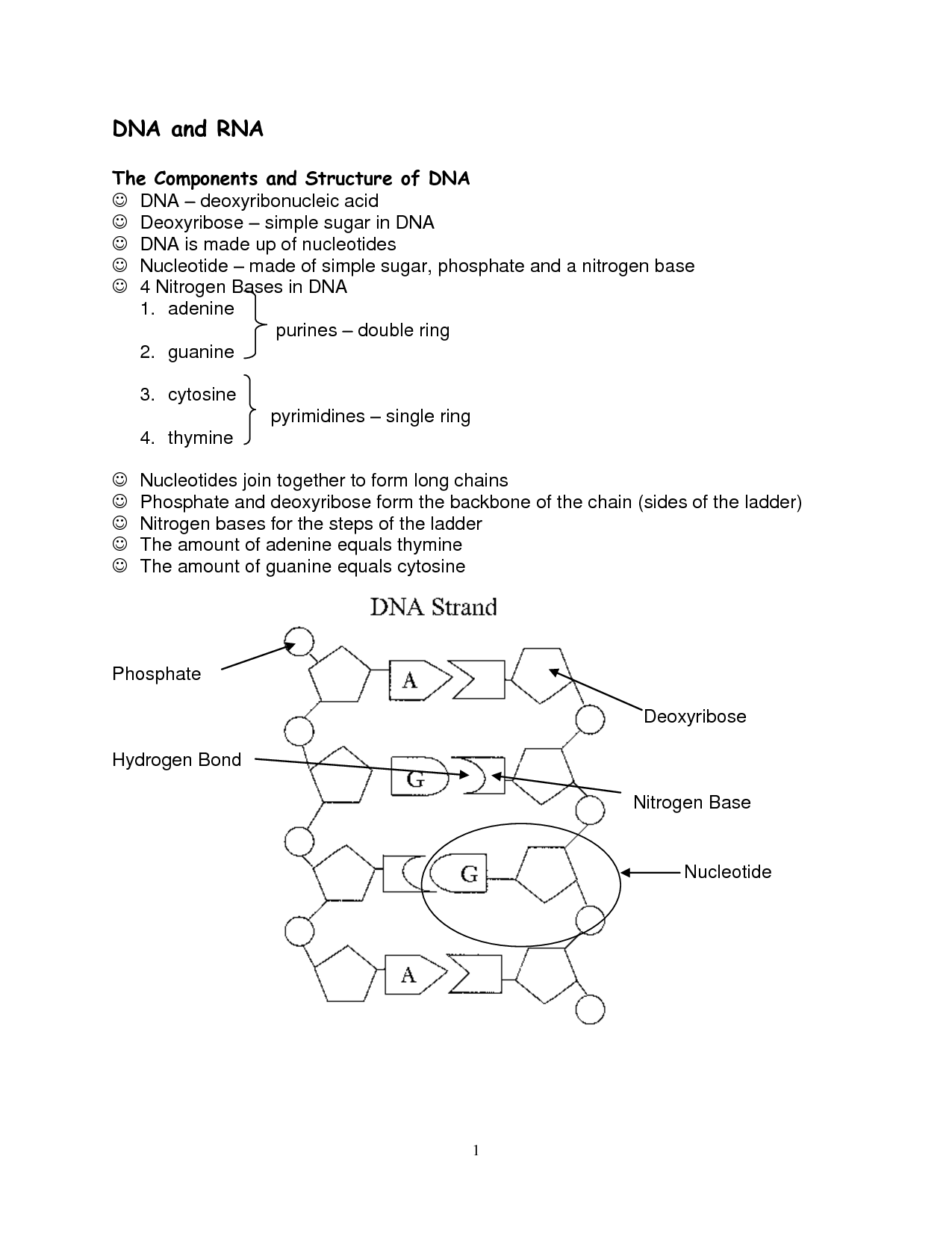 DNA and RNA Structure Worksheet Image