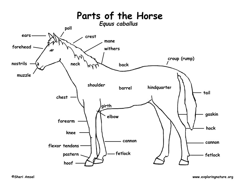 Horse Body Parts Diagram Image