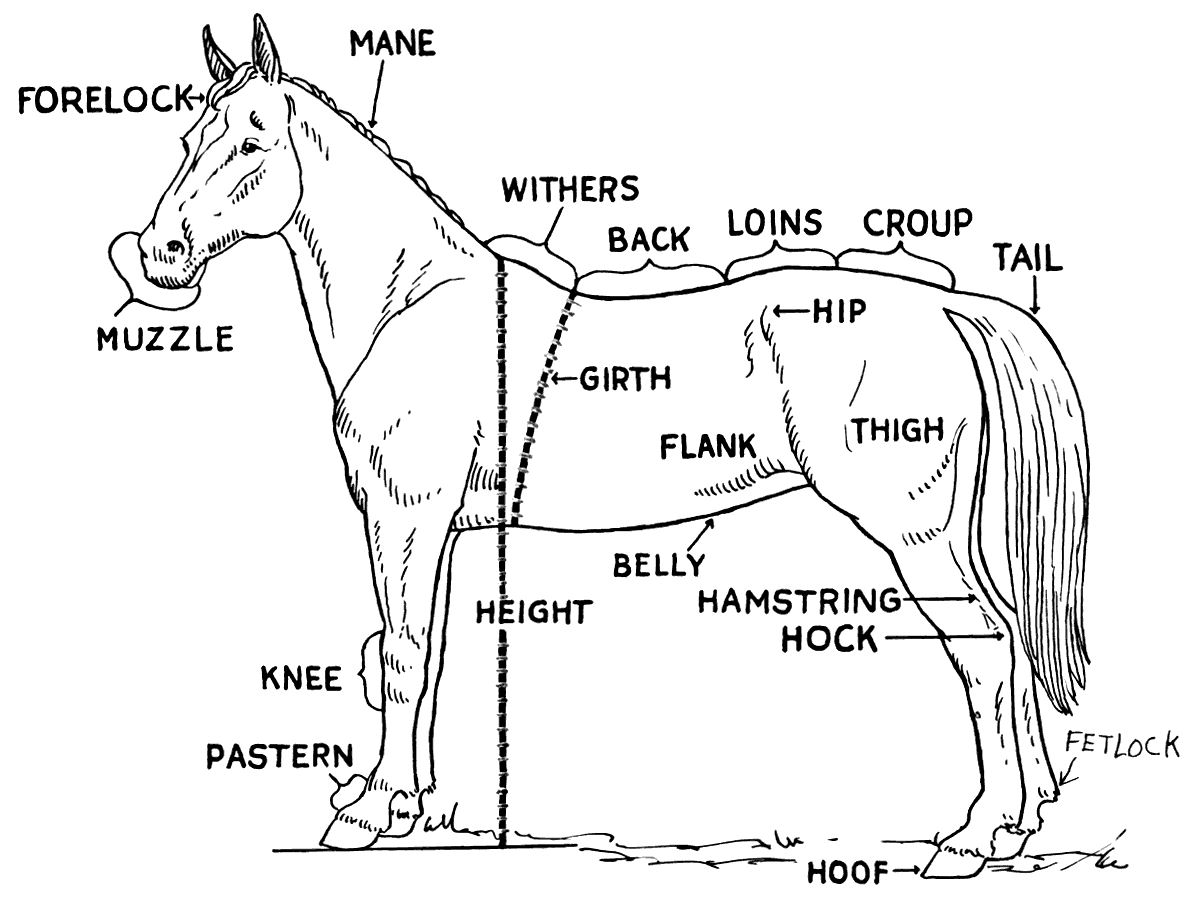 Horse Body Parts Diagram Image