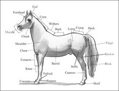Horse Body Parts Image