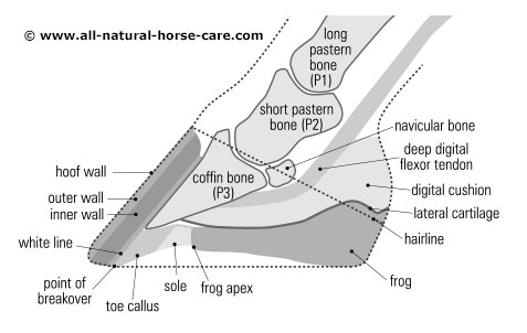 Horse Hoof Anatomy Diagram Image