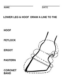 Horse Saddle Parts Worksheet Image