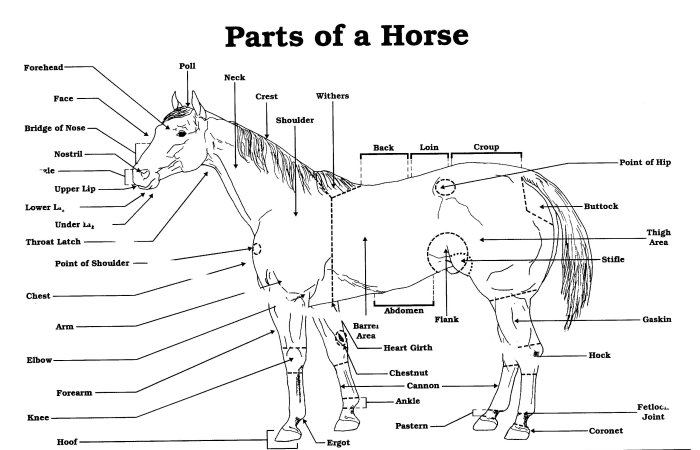 Labeled Horse Parts Image