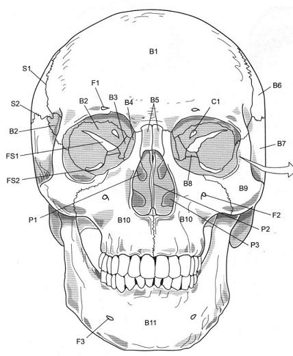 Skull Axial Skeleton Labeling Worksheet Image