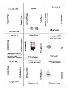 Cell Cycle and Mitosis Puzzle Image
