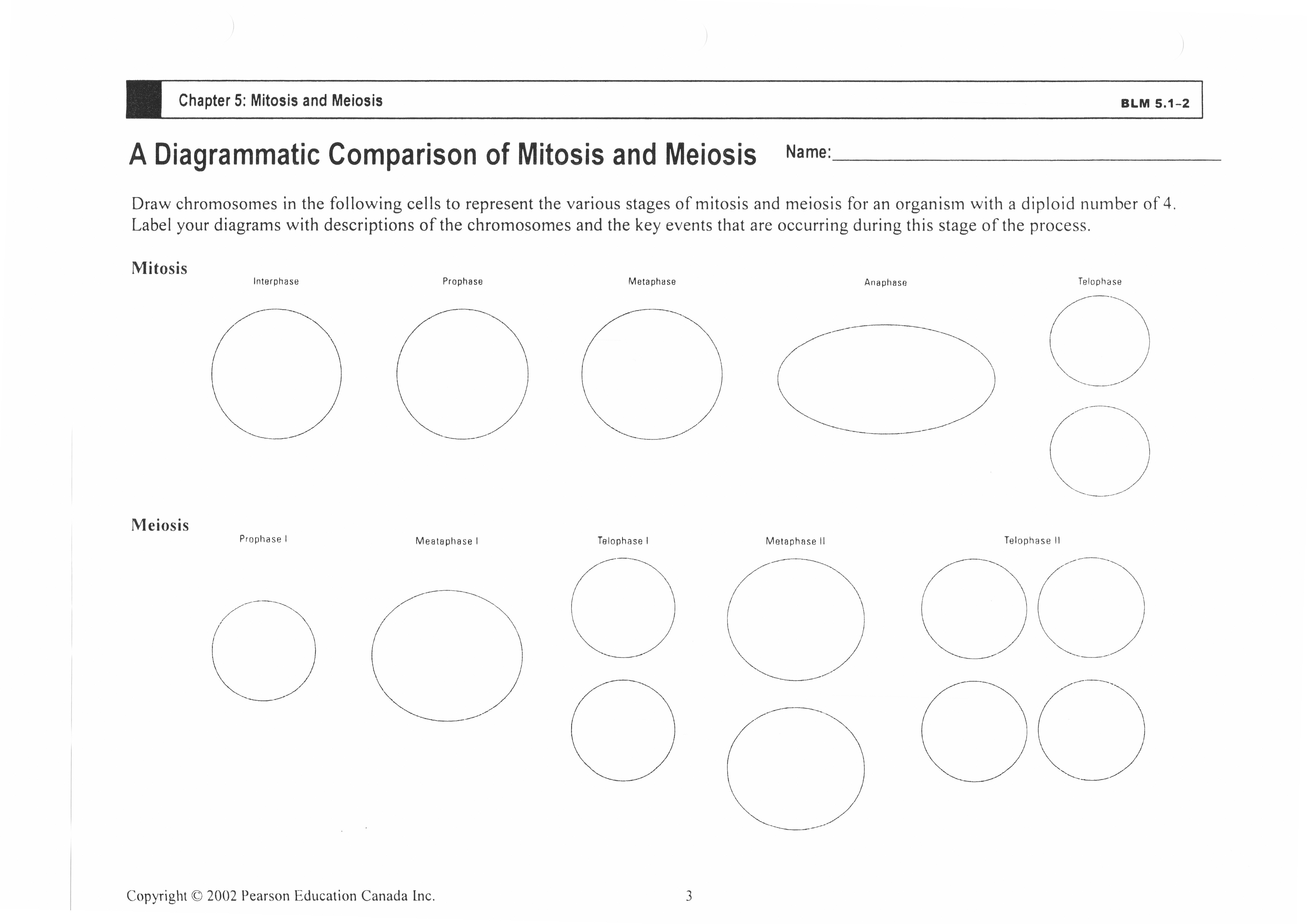Comparing Mitosis and Meiosis Worksheet Answers Image