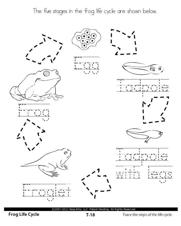 Frog Life Cycle Worksheets 1st Grade Image